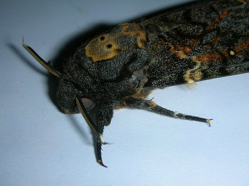 Acherontia atropos / Sfinge testa di morto